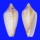 MITRIDAE PTERYGIA CONUS shell