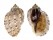 HARPIDAE HARPA ARTICULARIS shell