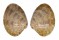 VENERIDAE MACROCALLISTA MACULATA shell