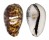 CYPRAEIDAE CYPRAEA TIGRIS shell