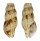 BUCCINIDAE CADUCIFER ATLANTICUS shell