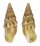 CERITHIIDAE COLINA PINGUIS shell