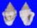 COLUMBELLIDAE EUPLICA VARIANS shell