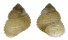 CHILODONTAIDAE AGATHODONTA NORTONI shell