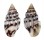 COLUMBELLIDAE ANACHIS MISER shell