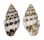 COLUMBELLIDAE ANACHIS MISER shell