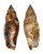 STROMBIDAE STROMBUS TEREBELLATUS shell