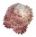 CHAMIDAE CHAMA BRASSICA shell