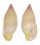 COLUMBELLIDAE ZAFRONA JASPIDEA shell
