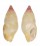 COLUMBELLIDAE ZAFRONA JASPIDEA shell