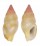 COLUMBELLIDAE ZAFRONA JASPIDEA shell