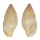 COLUMBELLIDAE ZAFRONA JASPIDEA shell
