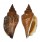 STROMBIDAE STROMBUS URCEUS shell