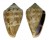 CONIDAE LAUTOCONUS WOLOF shell