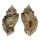 MURICIDAE DERMOMUREX NEGLECTA shell