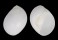 NATICIDAE POLINICES MAMMILLA shell