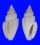 TURRIDAE EUCITHARA CORONATA shell