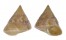 CALLIOSTOMATIDAE CALLIOSTOMA JUCUNDUM shell
