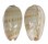 MARGINELLIDAE PERSICULA THOMENSIS shell