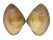 MACTRIDAE MACTRA GRANDIS shell