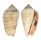 STROMBIDAE STROMBUS LUHUANUS shell