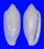 MARGINELLIDAE SERRATA DELESSERTIANA shell