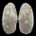 PSAMMOBIIDAE GARI PALLIDA shell