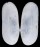 SOLERCUTIDAE AZORINUS SCHEEPMAKERI shell