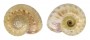 SOLARIELLIDAE MICROGAZA GOTOI shell