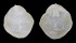 HIPPONICIDAE CHEILEA CICATRICOSA shell