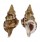 RANELLIDAE SASSIA SEMITORTA shell