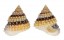 LITTORINIDAE TECTARUS CORONATUS shell