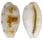 CYPRAEIDAE BLASICRURA PELLUCENS ALISONAE shell