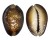 CYPRAEIDAE CYPRAEA CAPUTSERPENTIS shell