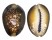 CYPRAEIDAE CYPRAEA CAPUTSERPENTIS shell