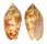 VOLUTIDAE CYMBIOLA VESPERTILIO shell