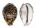 CYPRAEIDAE CYPRAEA TIGRIS shell