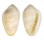 MARGINELLIDAE PRUNUM FULMINATUM shell