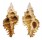 MURICIDAE CHICOREUS STRIGATUS shell
