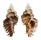 MURICIDAE CHICOREUS STRIGATUS shell