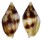 MITRIDAE NEBULARIA COARCTATA shell