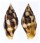MITRIDAE NEBULARIA FERRUGINEA shell