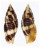 MITRIDAE NEBULARIA FERRUGINEA shell