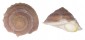 TURBINIDAE GUILDFORDIA TAGAROAE shell