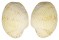 VENERIDAE ANTIGONA SOMWANGI shell