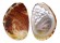 HALIOTIDAE HALIOTIS DOHRNIANA shell