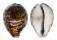 CYPRAEIDAE CYPRAEA TIGRIS shell