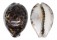 CYPRAEIDAE CYPRAEA TIGRIS shell