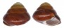 LANDSNAIL HELICOSTYLA GRANDIS DEPRESSA shell