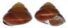 LANDSNAIL HELICOSTYLA GRANDIS DEPRESSA shell